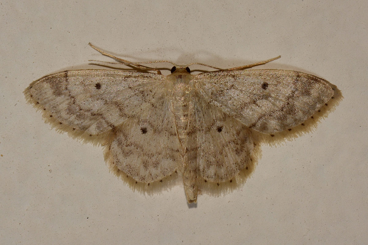 Geometridae -  Idaea biselata